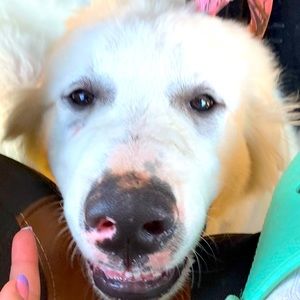 Meet your Posher, Regan